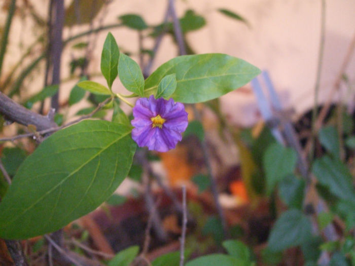 DSCF0075