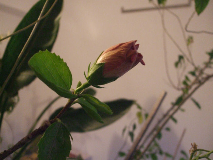 DSCF0074