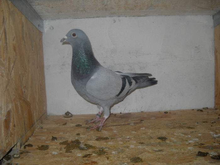 mas - 9-0  zburatori  2013