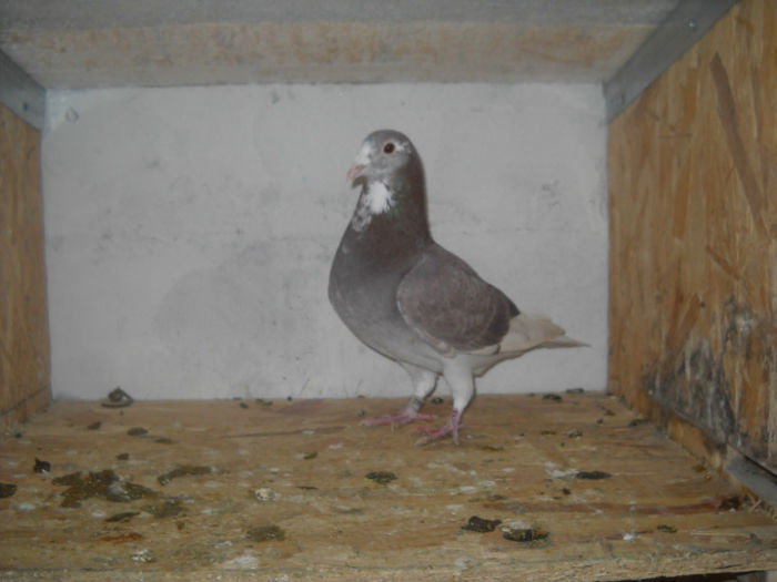 mas - 9-0  zburatori  2013