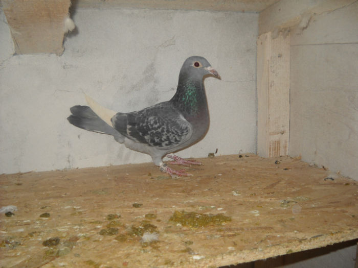 fem - 9-0  zburatori  2013