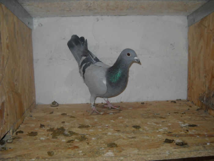 mas - 9-0  zburatori  2013