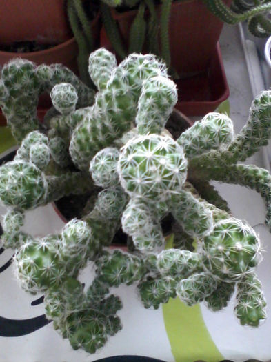 mammillaria gracilis - Cactusi si suculente