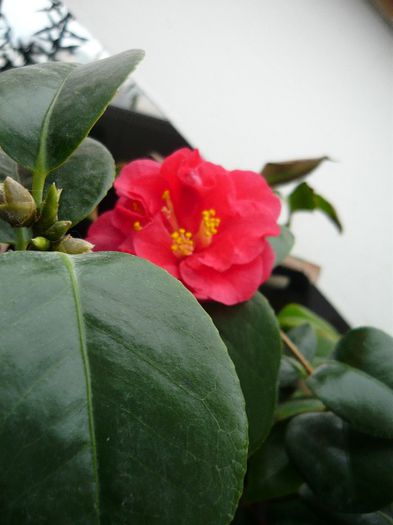 Picture 711 - camelia