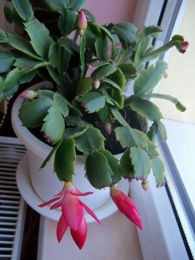 o noua inflorire februarie 2013 - SCHLUMBERGERA TRUNCATA