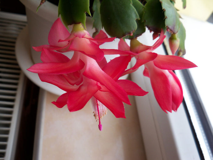 16.02.2013 - SCHLUMBERGERA TRUNCATA