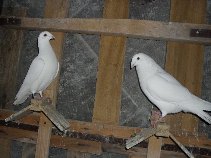 SDC15042 - voiajori albi