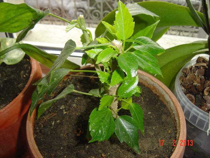 Dupa 10 zile... - 0 HIBISCUS