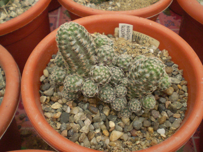 1 - cactusi 2013