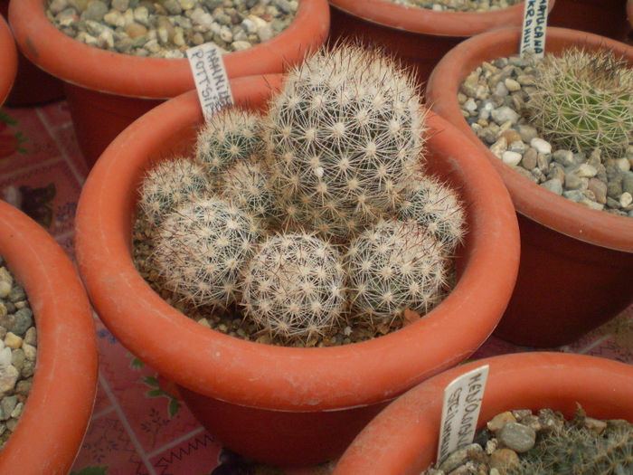 2 - cactusi 2013