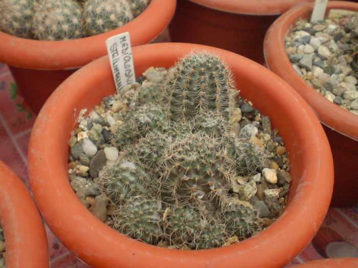 3 - cactusi 2013