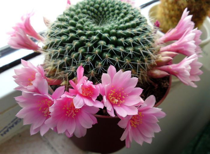 Rebutia - Cactusi 2