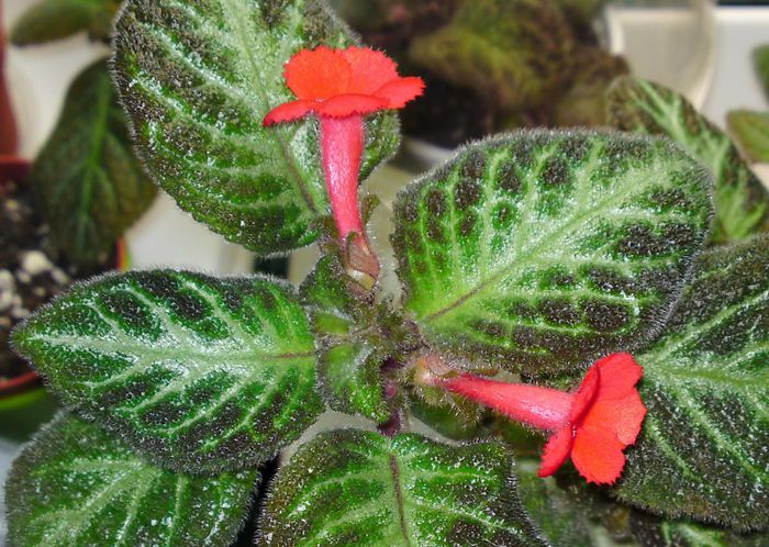 Faded Jade - Episcia