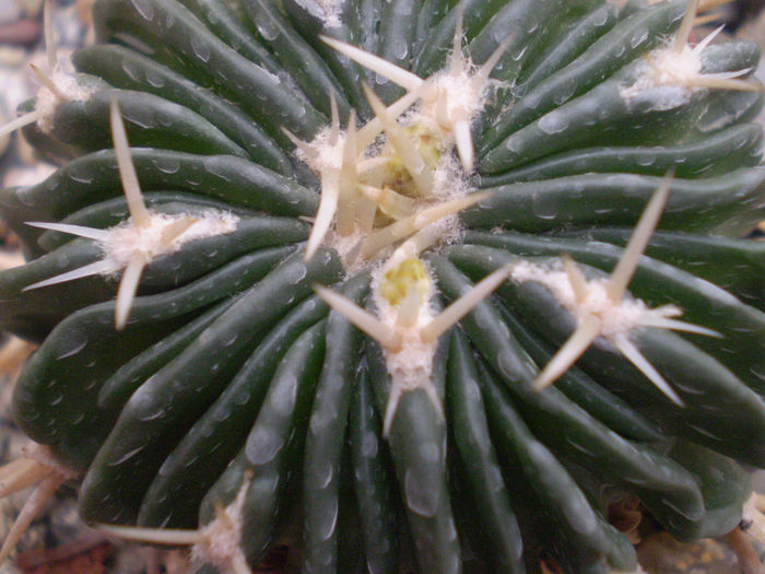 5 - cactusi 2013