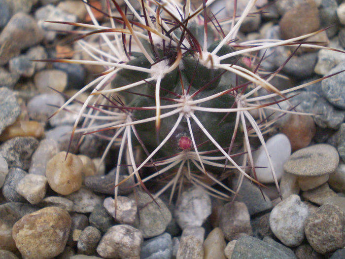6 - cactusi 2013