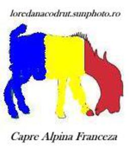 capre Alpina franceza - CONTACT 0754041606