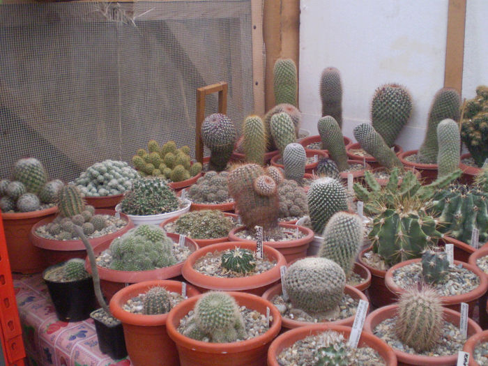 9 - cactusi 2013