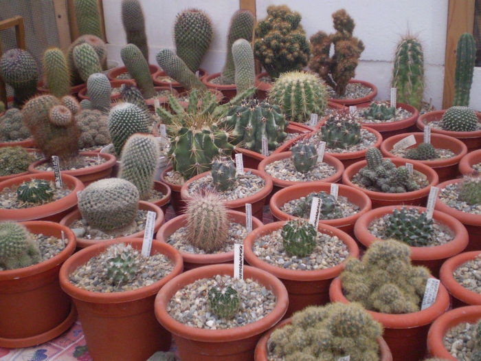 10 - cactusi 2013