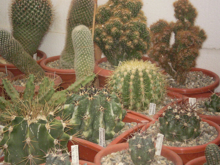 11 - cactusi 2013