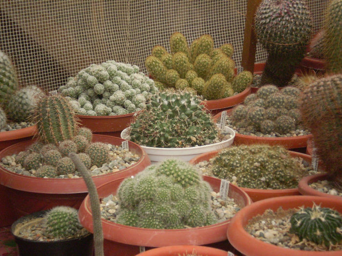 12 - cactusi 2013