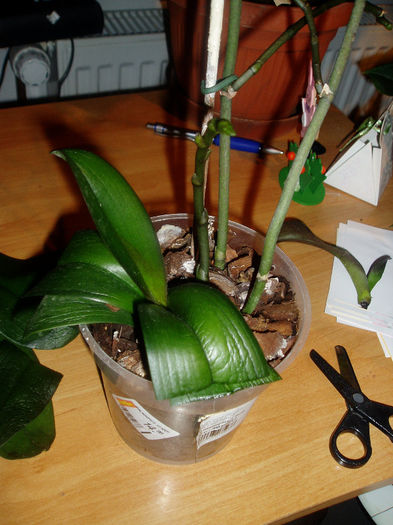este una dintre orhideele tatalui meu