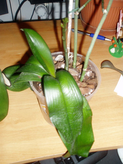 incerc sa o resuscitez :) - Orhidee fara radacini