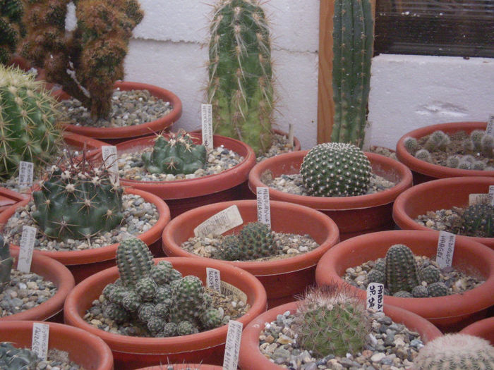 13 - cactusi 2013