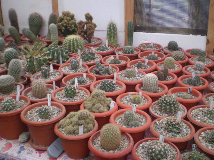 14 - cactusi 2013