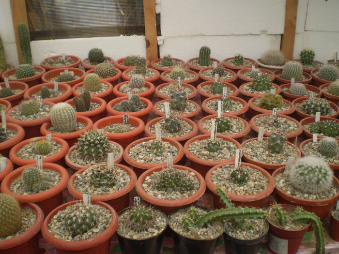 15 - cactusi 2013