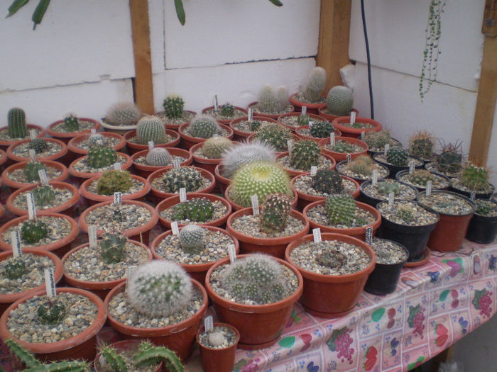 16 - cactusi 2013