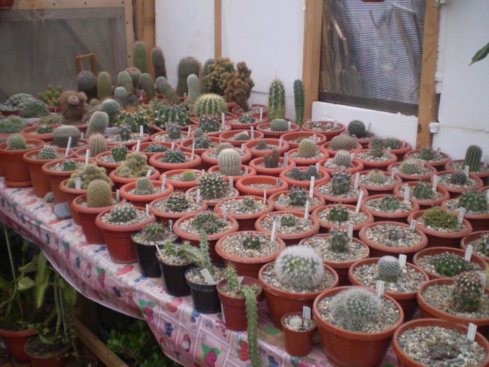 17 - cactusi 2013