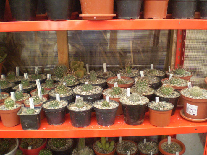 20 - cactusi 2013