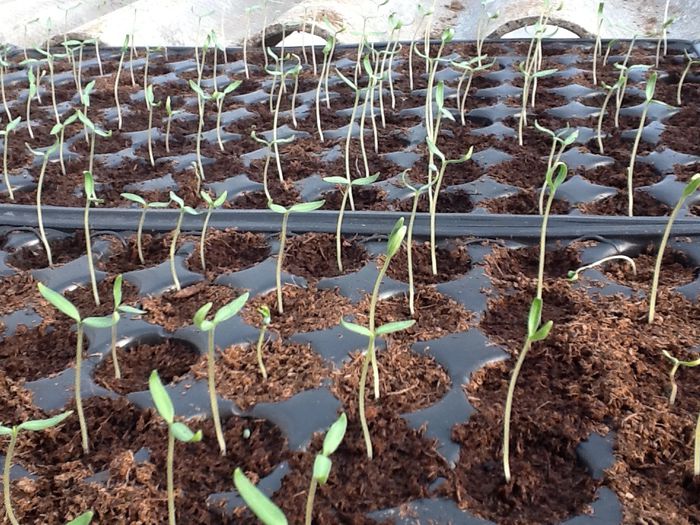 image - Poze rasadnita