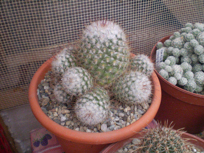 22 - cactusi 2013