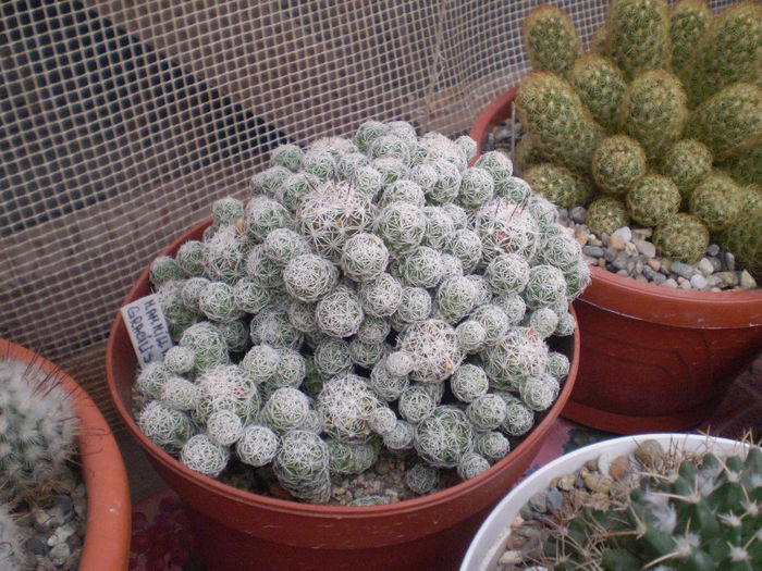 23 - cactusi 2013