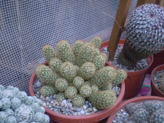 24 - cactusi 2013