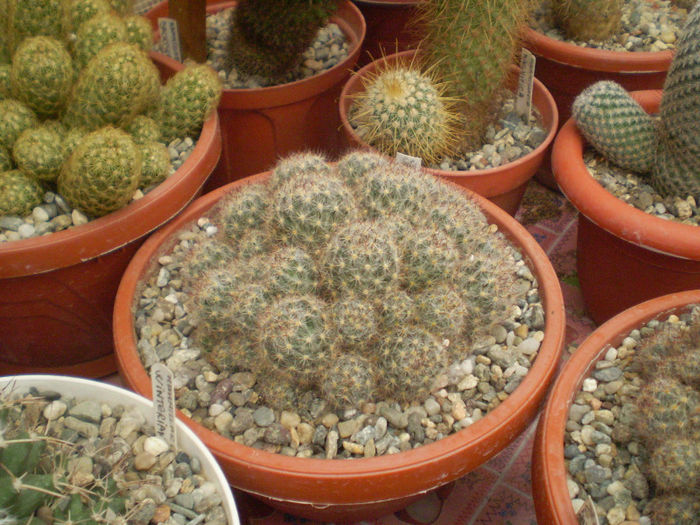 25 - cactusi 2013