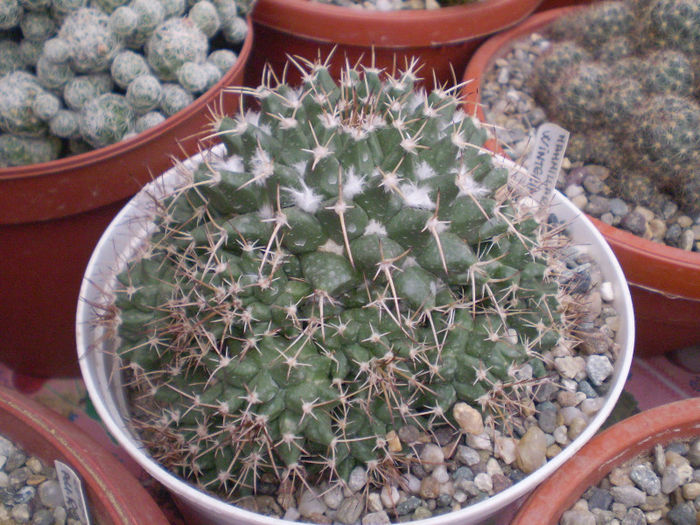 26 - cactusi 2013