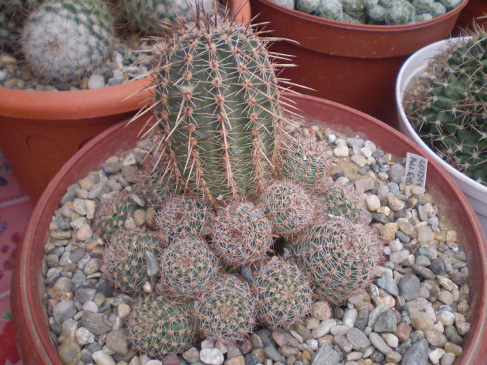 27 - cactusi 2013