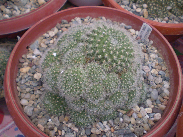 28 - cactusi 2013