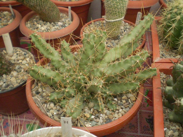 29 - cactusi 2013