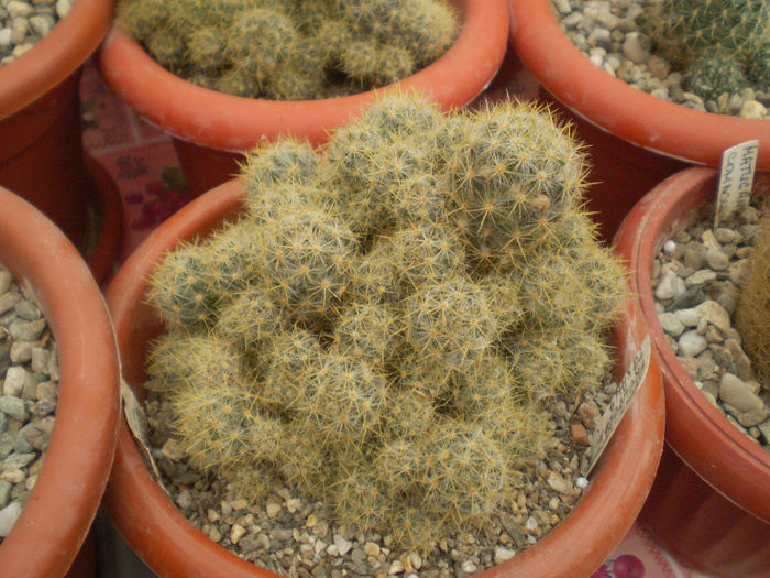 30 - cactusi 2013