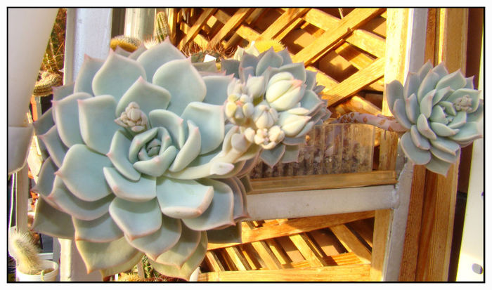 Echeveria - Suculente