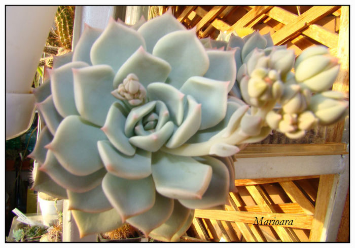 Echeveria - Suculente