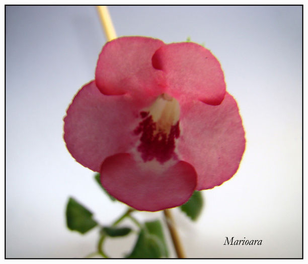 Minisinningia Super Pink; O frumusica care a inflorit neobosita.
