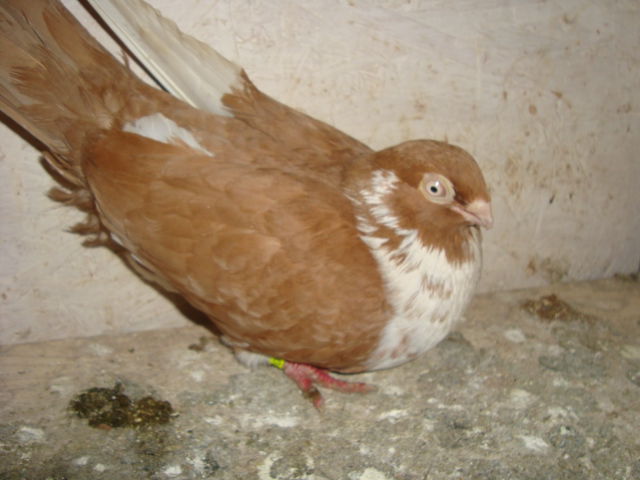 femela - JUCATORI  DE GALATI