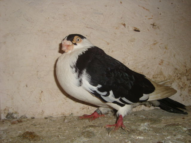 DSC06250