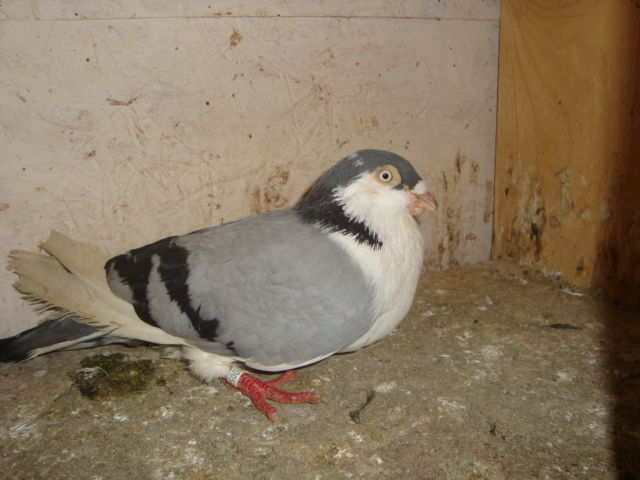 mascul