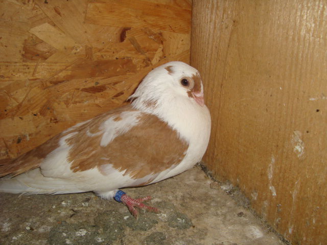 femela - JUCATORI  DE GALATI