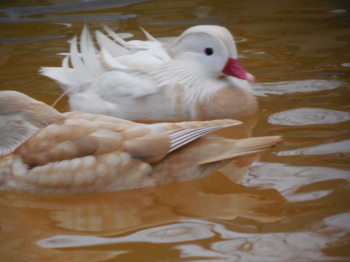 mandarin alb si femela galbena